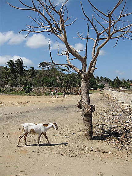 La chèvre et l'arbre