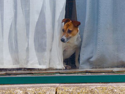 Petit chien à la fenêtre 
