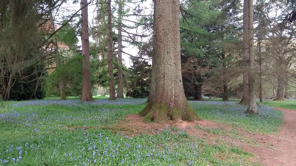 Bluebells