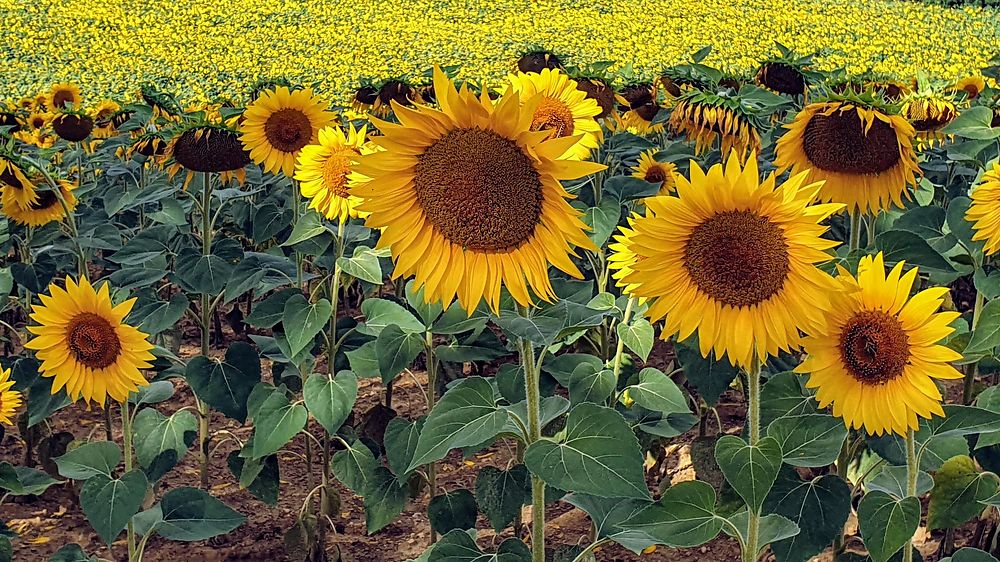 Tournesols en plein Gers 