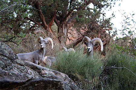 Rencontre au grand canyon Rencontre au grand canyon