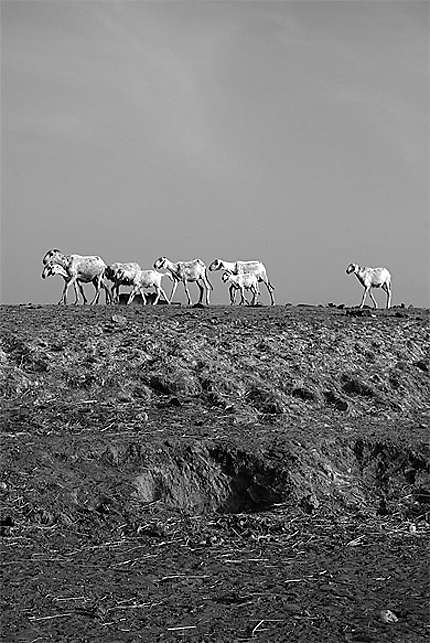 Chèvres du Mali