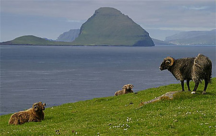 Féroé, l'île aux moutons