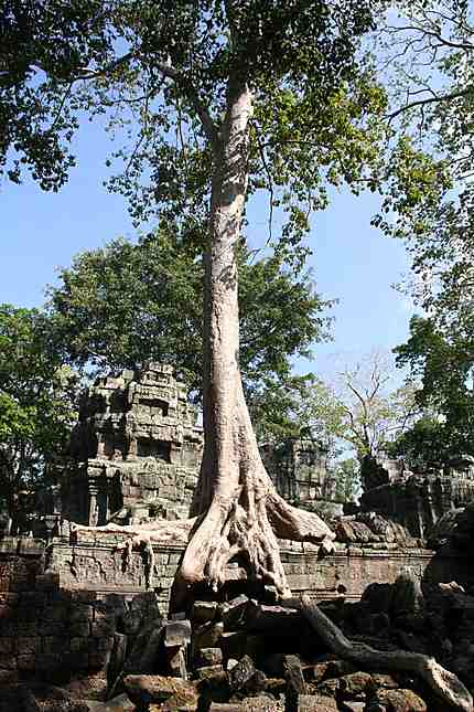 Banian à Angkor