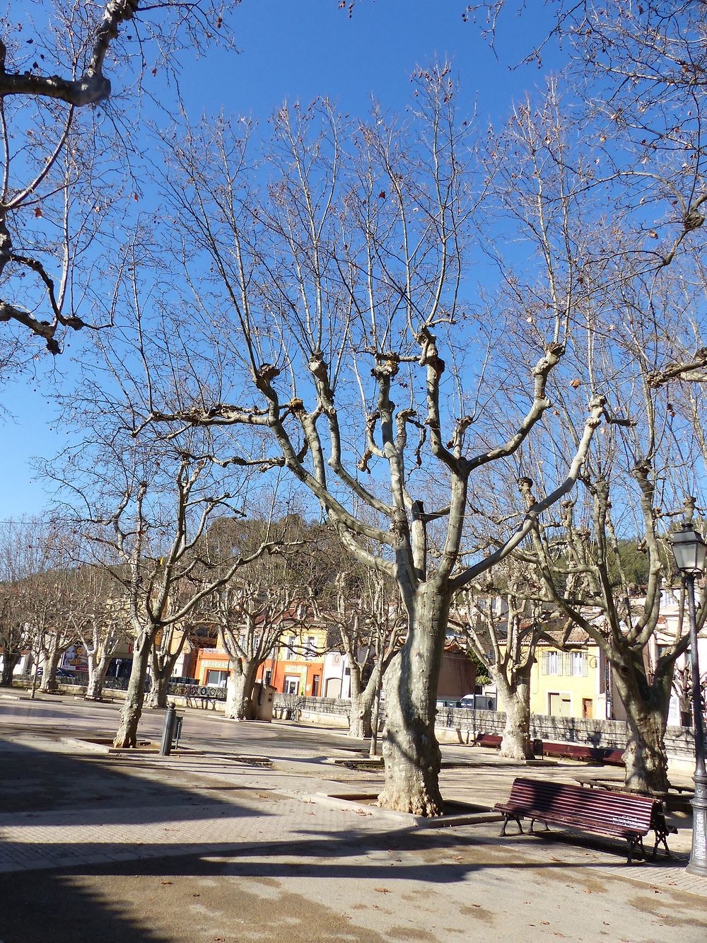 Arbres sur la place du village