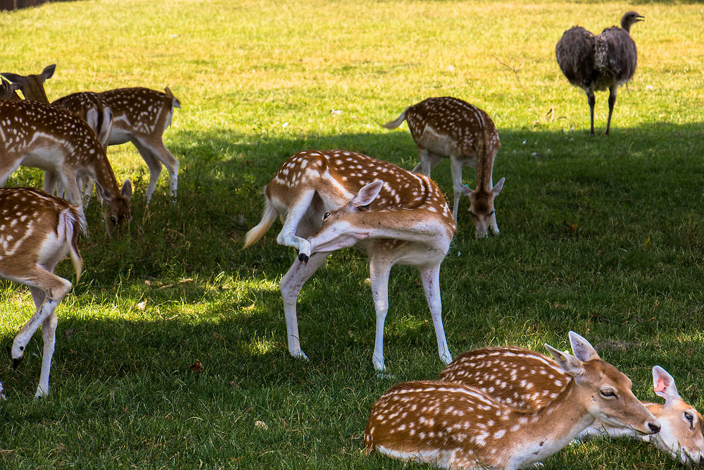 Zoo de la Tête d'Or