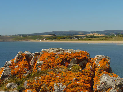 Lichens à Plonévez-Porzay, dans le Finistère