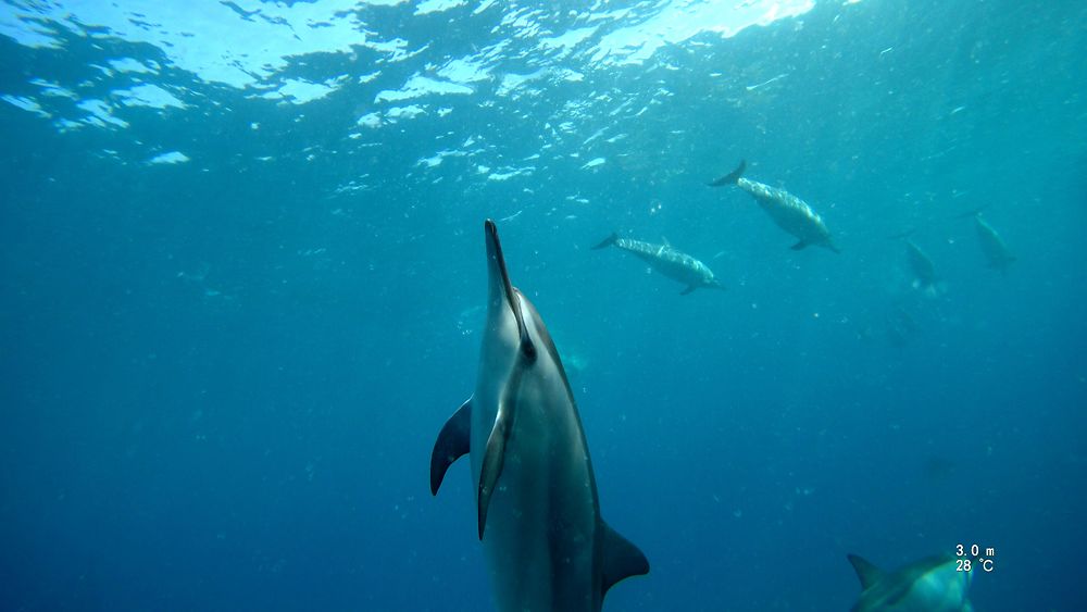 Dauphin long bec à Hawaii