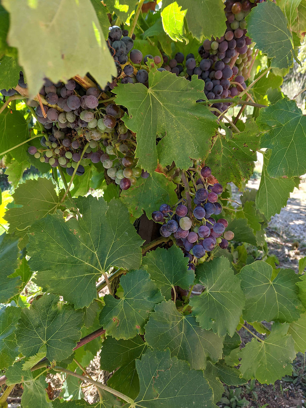 Grappes à Remoulins