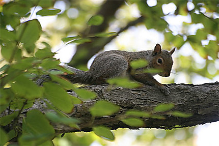 Ecureuil dans l'arbre