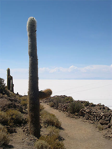 Le cactus géant
