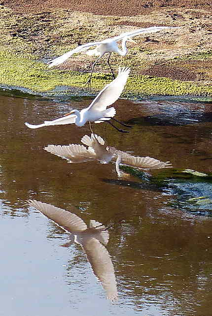 Reflet de grandes aigrettes sur la rivière Olifant