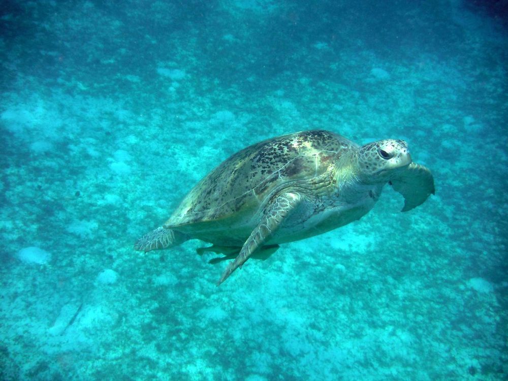 Tortue aux îles Perhentians