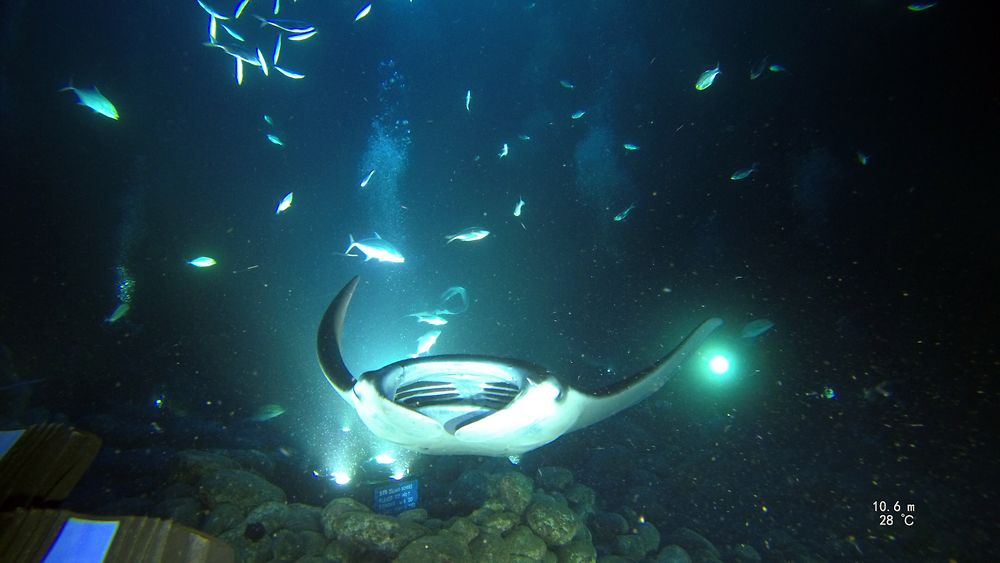 Raie manta de Kailua-Kona, Hawaii