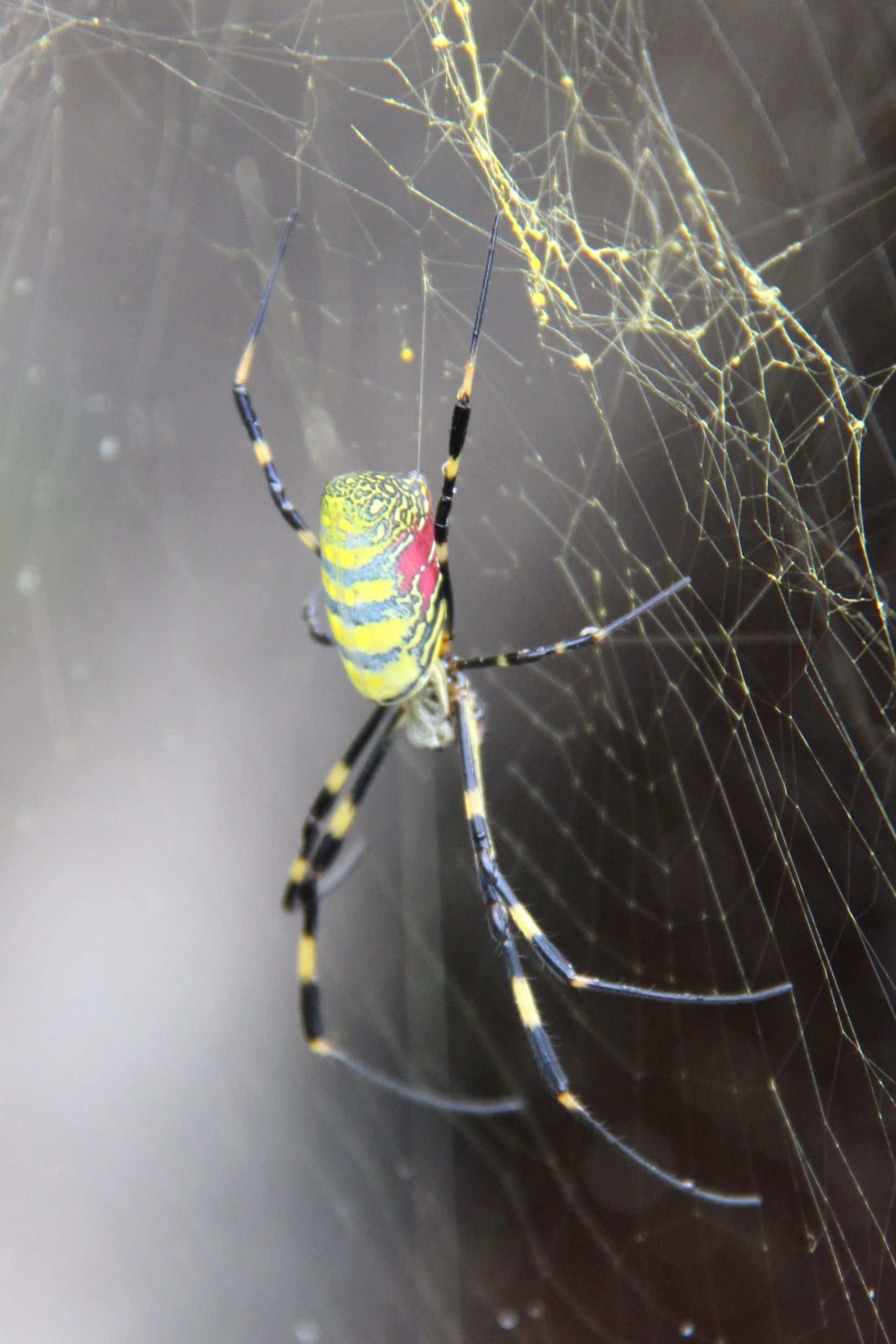 National Park Unzen, araignée fluo