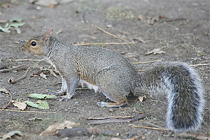 Ecureuil dans le MIT