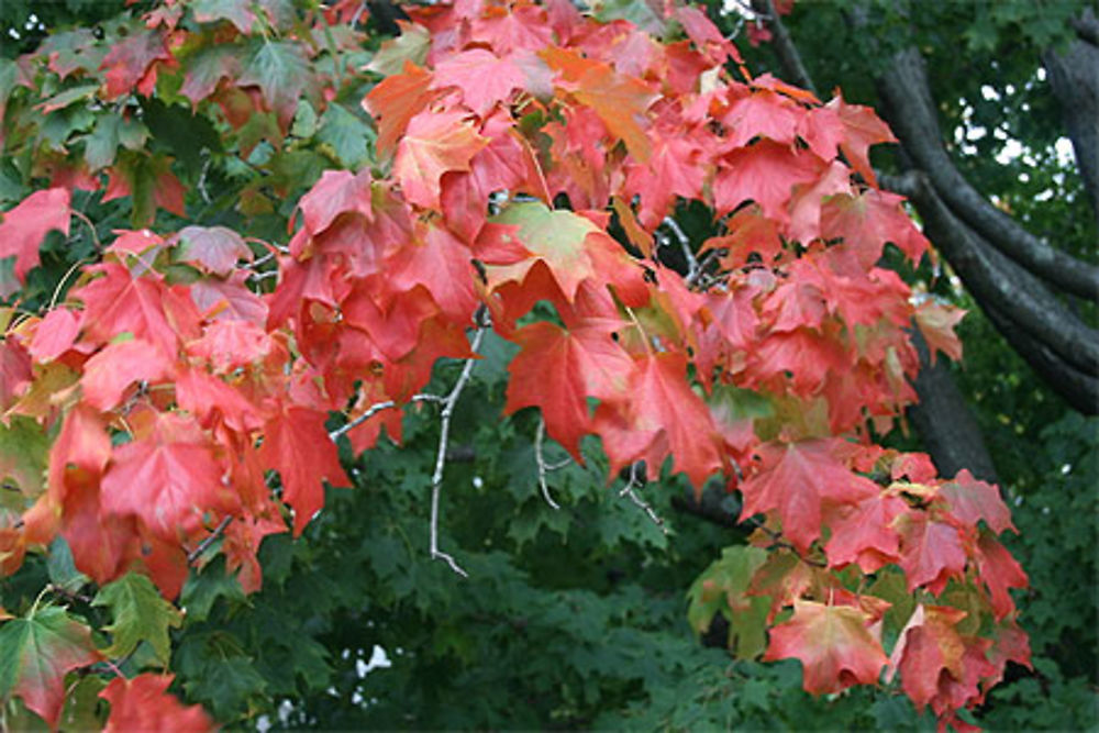 Feuilles rouges