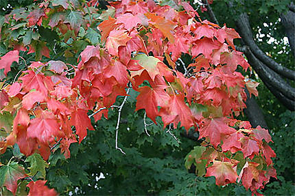 Feuilles rouges