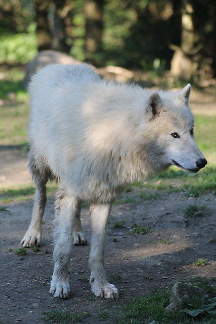 Le loup (zoo d'Amnéville)