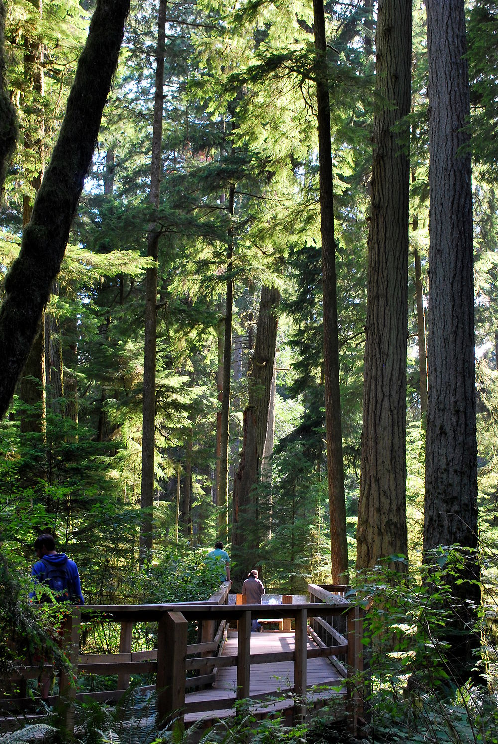 Cathedral Grove