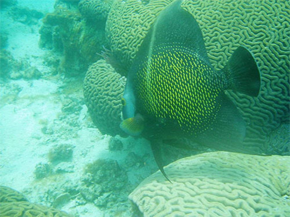 Snorkling à Mochima