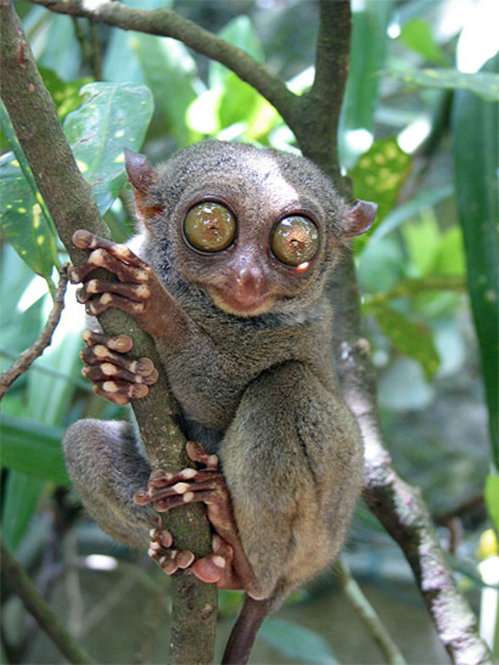 Tarsier