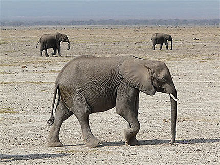 Eléphants en marche