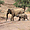 Eléphants du désert à Twyfelfontein
