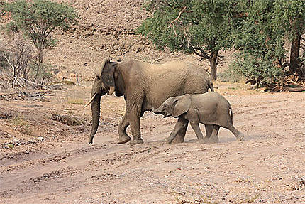 Eléphants du désert à Twyfelfontein