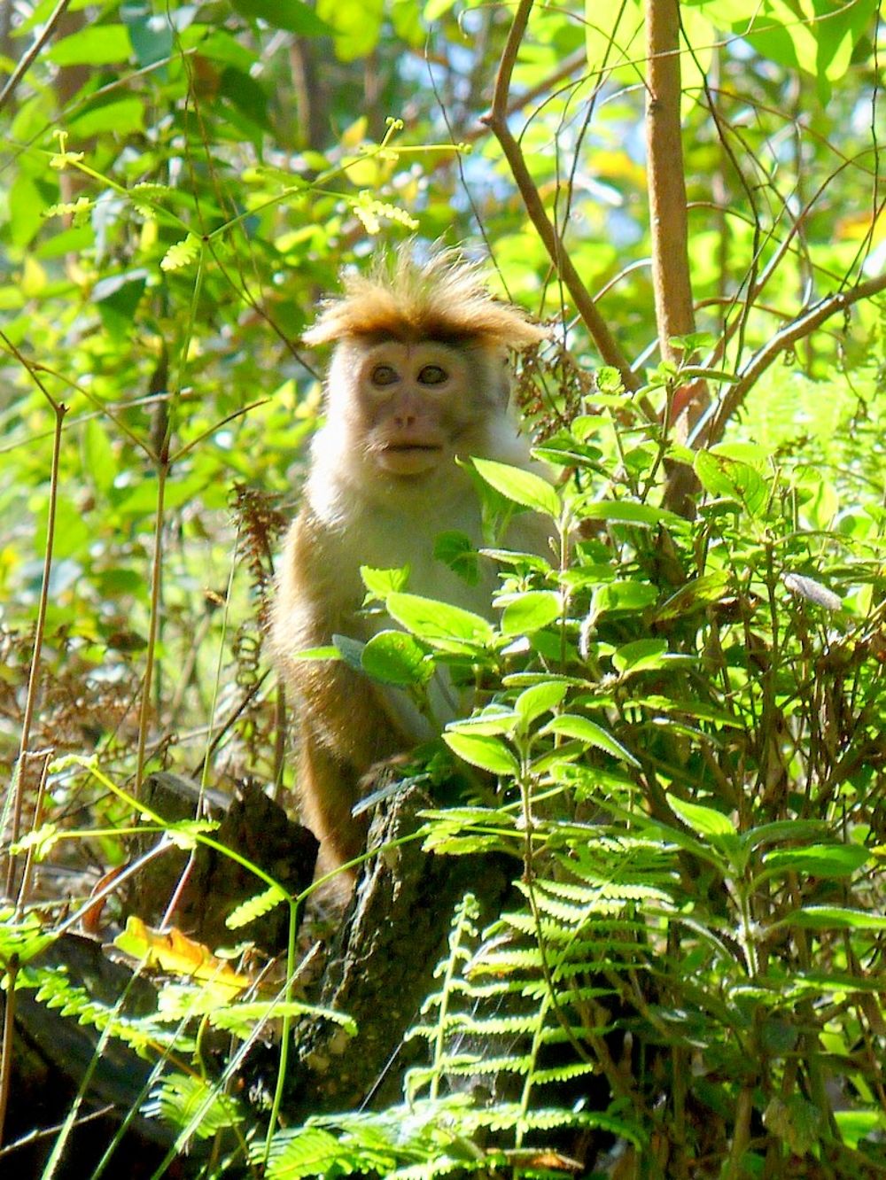 Un singe hirsute