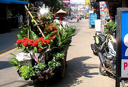 Vendeur de plantes à Pattaya