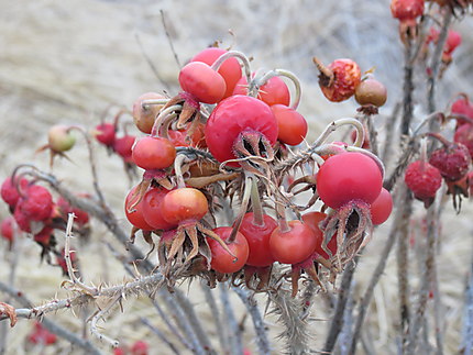 Rosiers sauvages à Pointe au Père