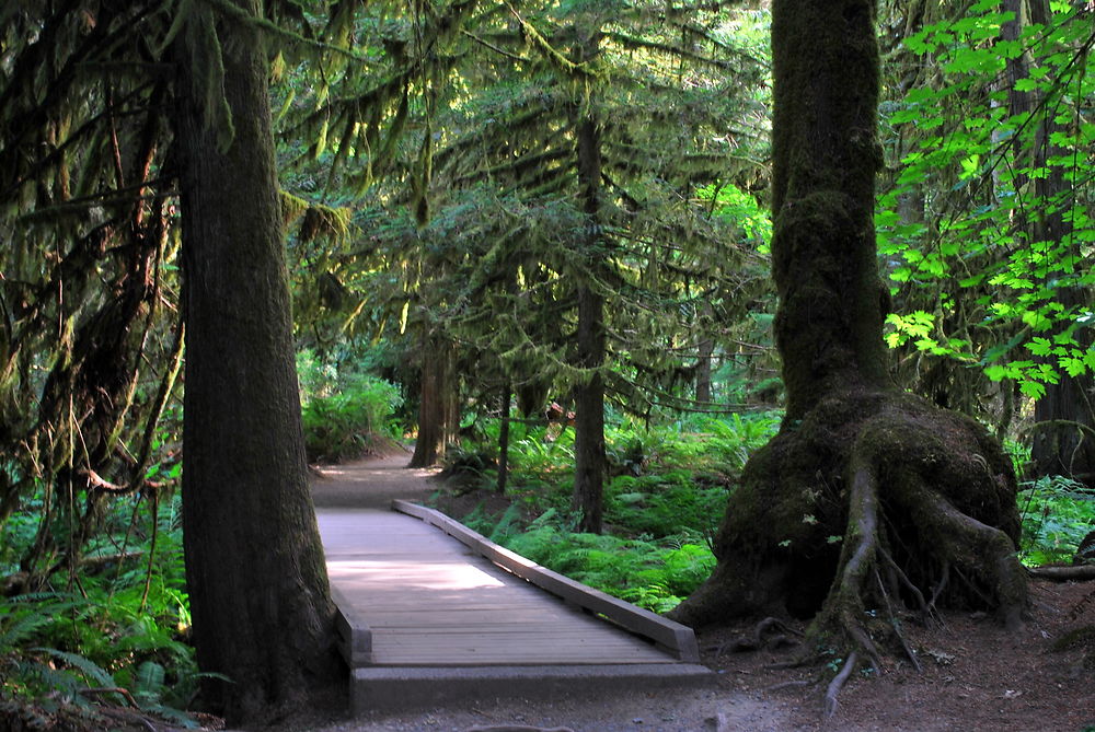 Promenade dans Mac Millan Provincial Park