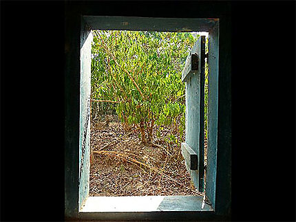 Fenêtre sur manguier