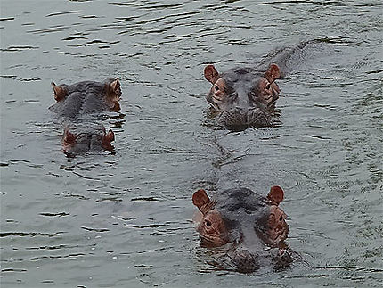 Hippopotames - A la queue leu leu