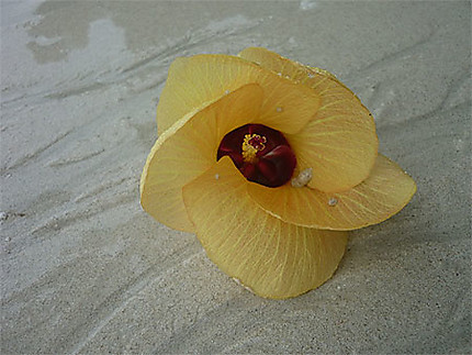 Jolie fleur sur ce sable blanc  