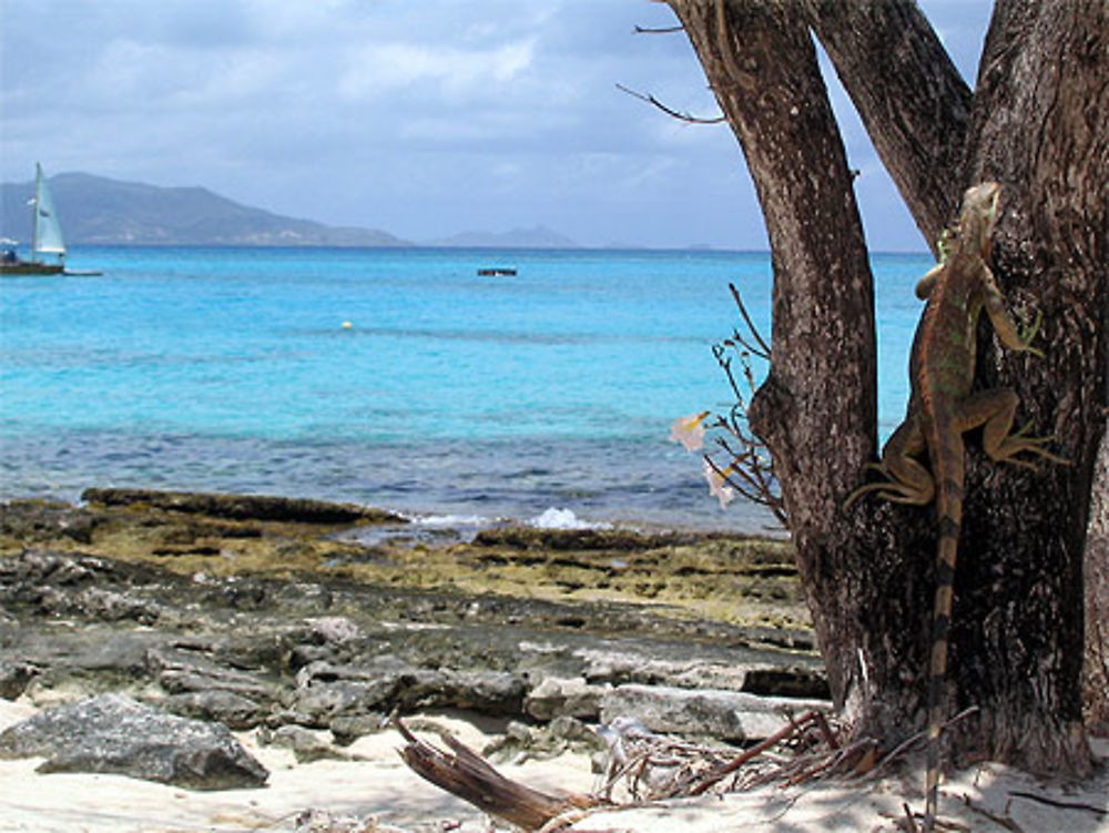 Iguane sur Palm Island