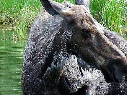 Orignal (moose)