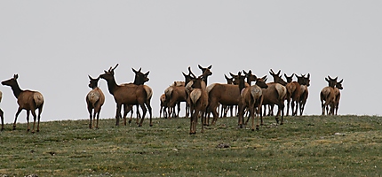 Une harde de wapitis dans le brouillard