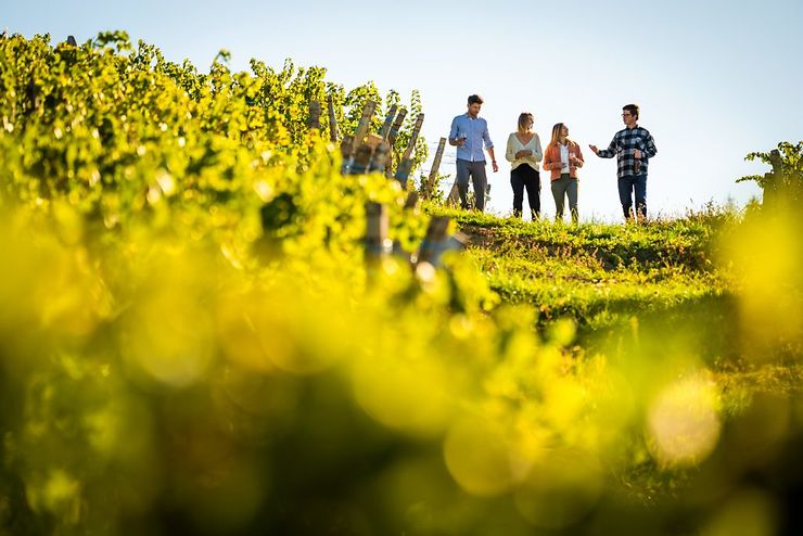 Voyage - Découvrir le vignoble du Jura en automne