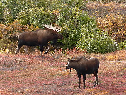 Bull Moose à Denali