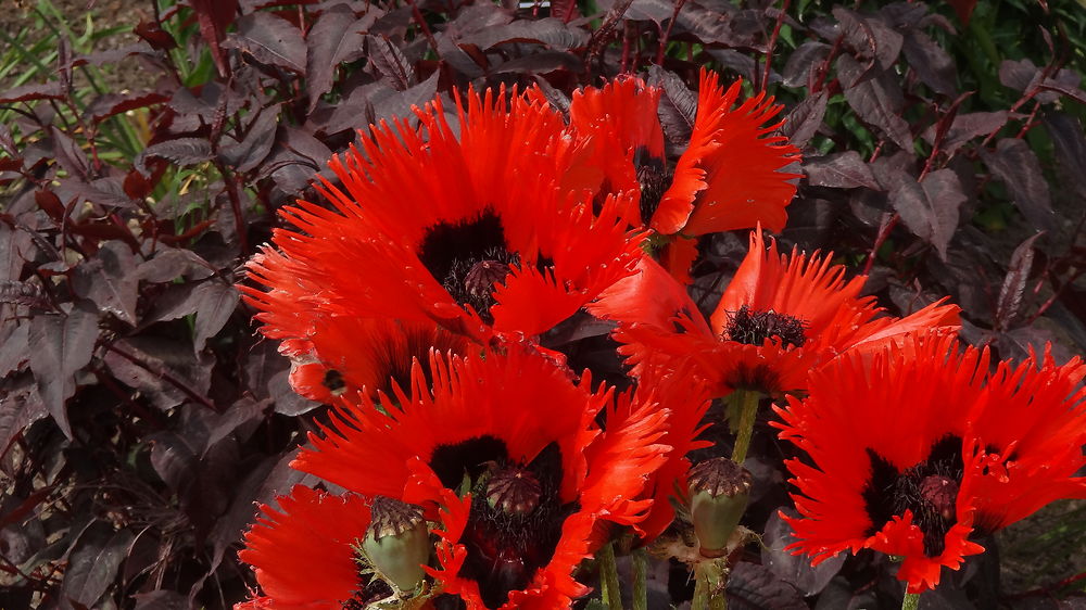 Pavots d'Irlande dans le jardin de Powerscourt