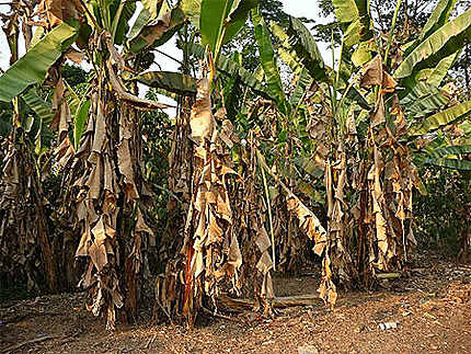 Plantation de bananiers