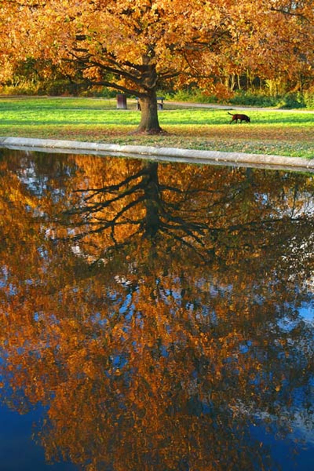 Douceur automnale dans le parc tout près du centre ville