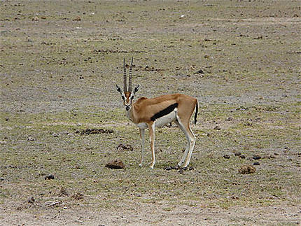 Gazelle de thompson male
