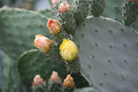 Grenade - Sacromonte - Fleur de cactus Grenade - Sacromonte - Fleur de cactus