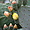 Grenade - Sacromonte - Fleur de cactus