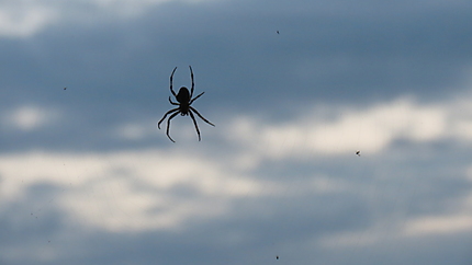 L'Araignée à Mont-Joli
