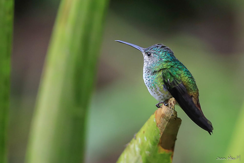 Colibri à Mitad del Mundo, Équateur