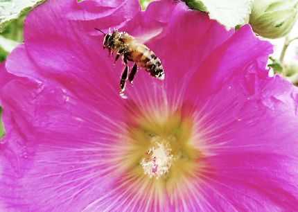 Ivre de pollen 